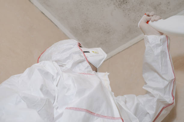 Best Black Mold Remediation in Lead, SD