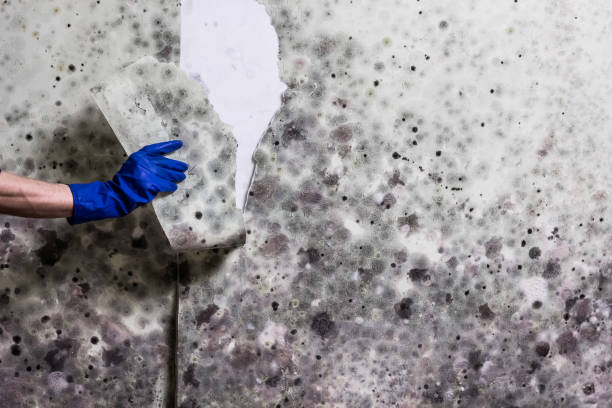 Best Industrial Mold Remediation in Lead, SD