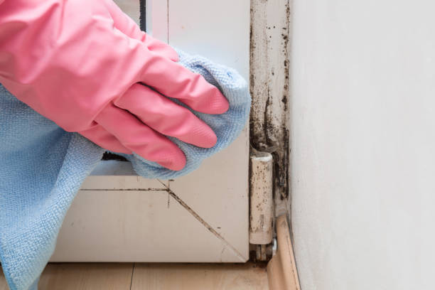 Best Commercial Mold Remediation in Lead, SD